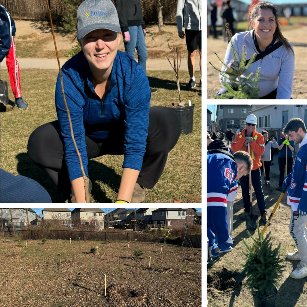 tree planting