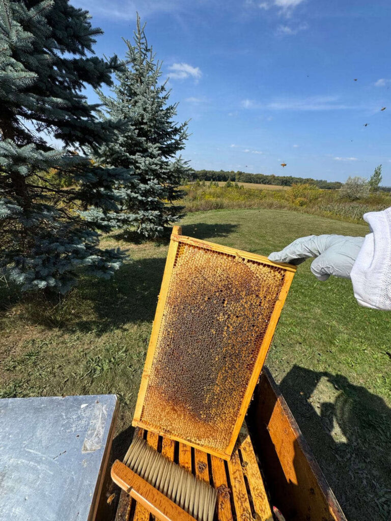 beehives