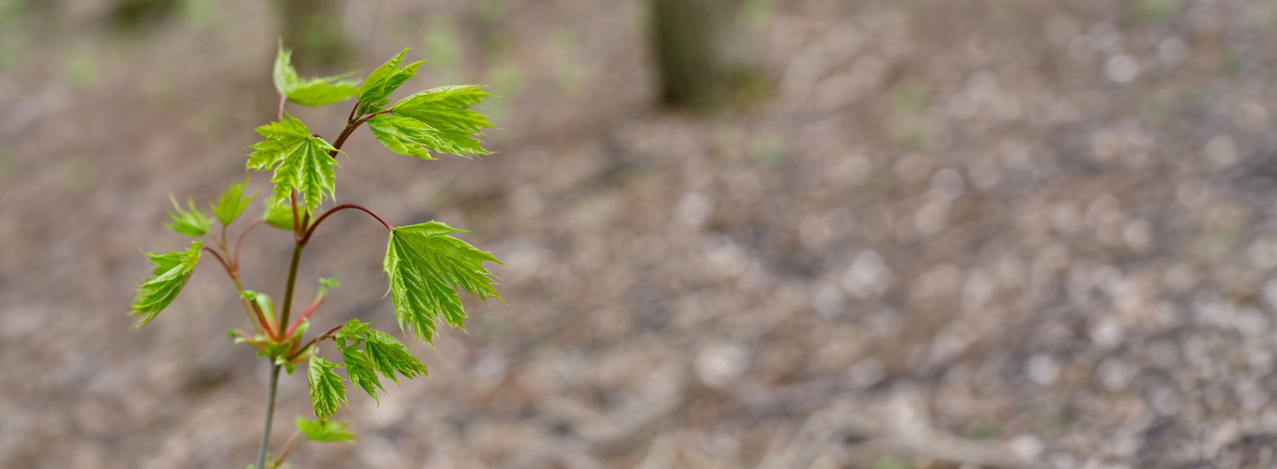 forestation