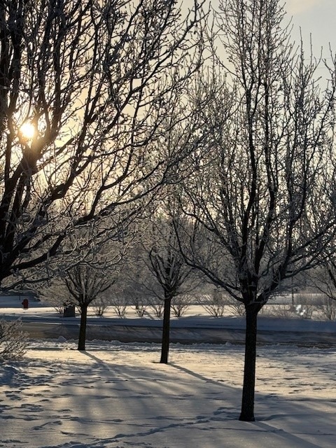 Sunrise behind ice covered trees